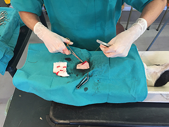 Veterinary care during a CUDO outreach